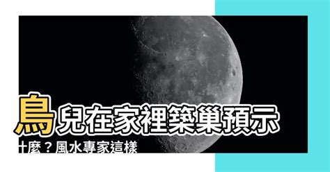 鳥兒在家築巢|【家有鳥巢】家有鳥巢，居家風水亨通！揭開野鳥築巢。